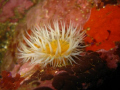   Close common white striped anemone. anemone  